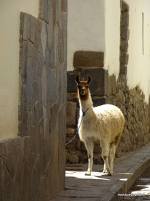 Lama dans les rues de Cusco - Pérou